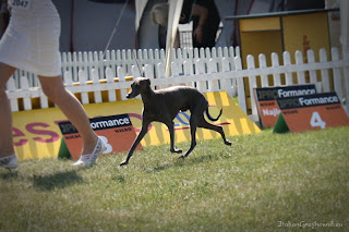 NATAN z Ochoczej Italian Greyhound