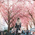 Kirschblüte in Bonn mit Blumenkleid