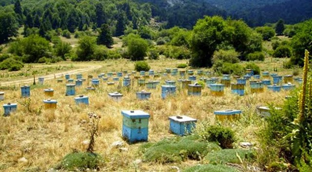 Δύο προγράμματα για μελισσοκόμους στο Δήμο Άργους Ορεστικού  