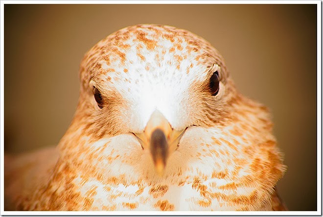 bird-free-pictures-1 (14)