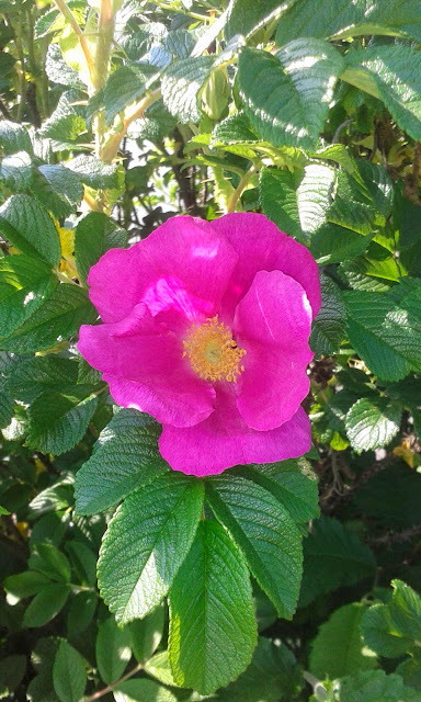 blommor, sösdala, Hässleholm, vårblommor