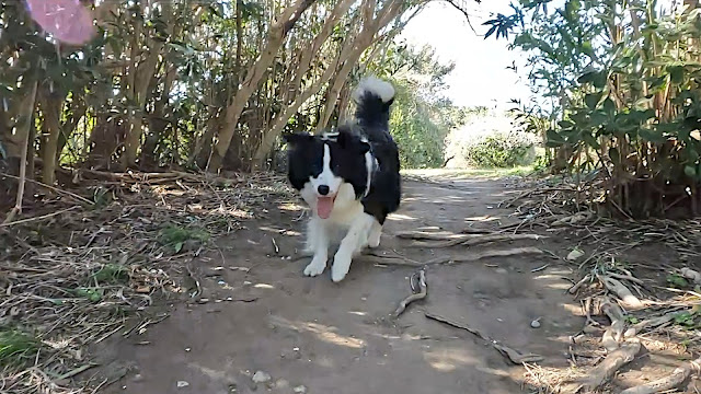 保護犬 ボーダーコリー トーマ