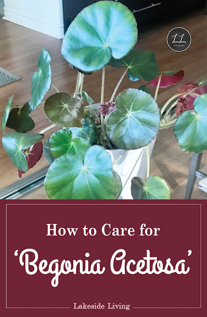 Begonia Acetosa Plant Care