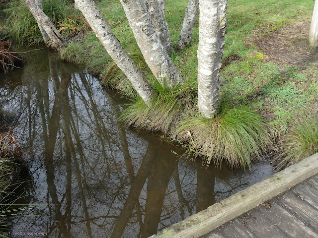 alder reflected in muddy water beside a simple brige