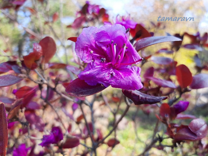 Рододендрон остроконечный (Rhododendron mucronulatum)