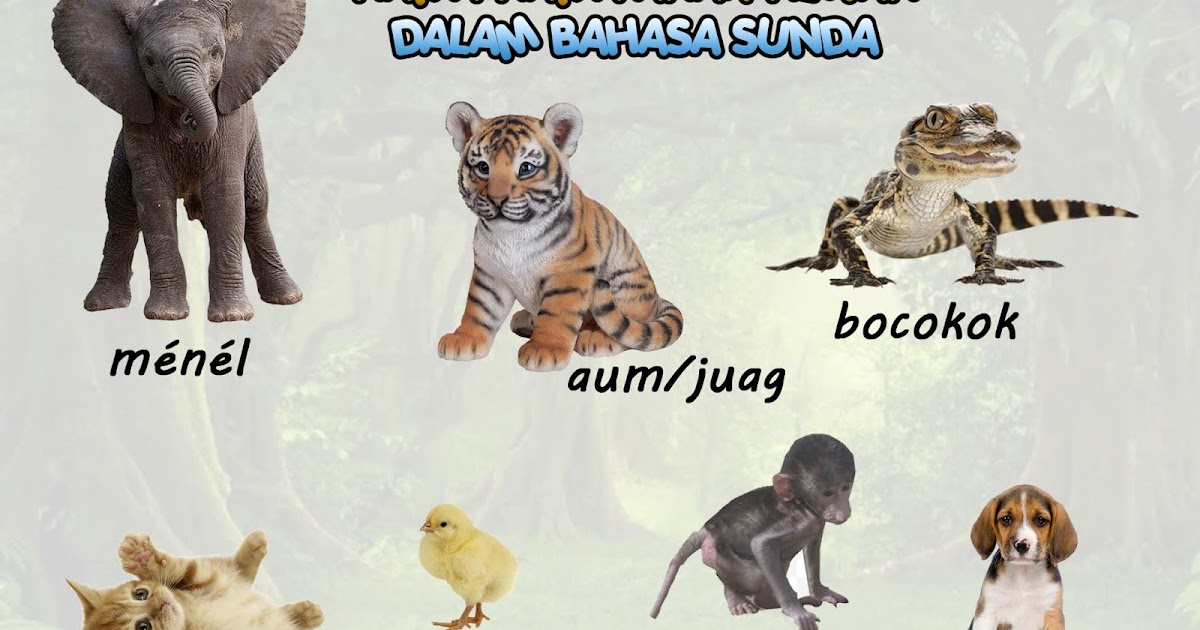 Mengenal Nama  Nama  Anak Hewan  dalam Bahasa Sunda