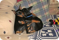 lustige_tiere_020