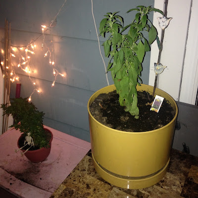 Blue Salvia and Marigold in Potted Container Garden