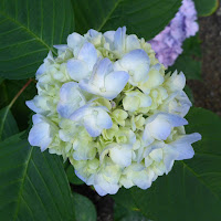 長尾の寺・正俊寺の紫陽花