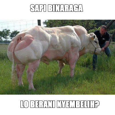 Kumpulan Meme dan Gambar Kocak Hewan Qurban yang Mengundang Tawa Terbaru  Kumpulan Meme dan Gambar Kocak Hewan Qurban yang Mengundang Tawa Terbaru 2018 