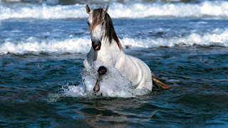 Beautiful Horse Hd Wallpapers 2013