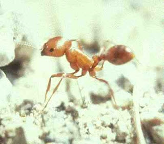 Yellow Harvester Ant