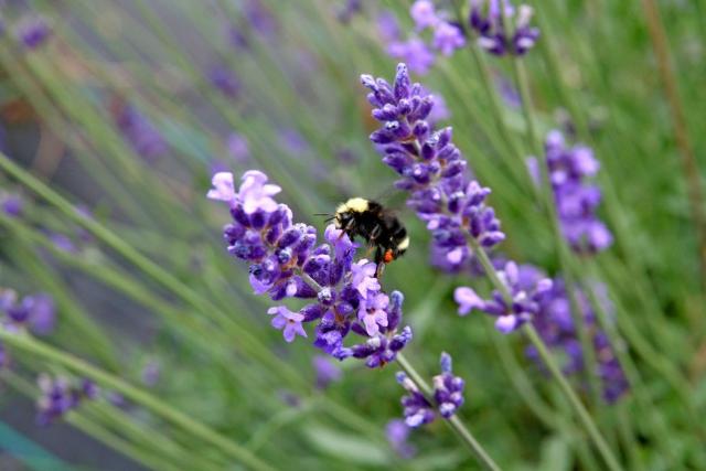 Gambar Bunga Lavender Yang Sangat Indah Kumpulan Gambar