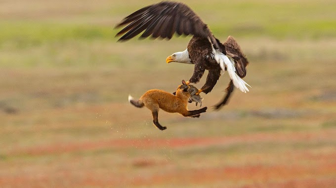 Águia captura uma raposa!