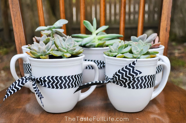 DIY Succulent in a mug for $6