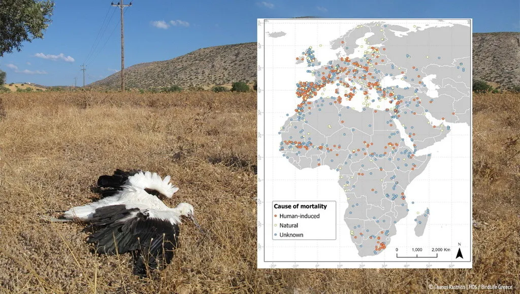 Οι ανθρωπογενείς δραστηριότητες αποτελούν τον κύριο λόγο θανάτωσης για τα μεγαλόσωμα μεταναστευτικά πουλιά