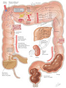 Salah satu metode terapi cuci usus yang sangat populer adalah “Colon .