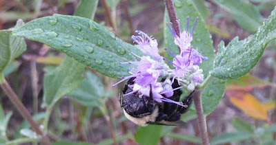 dead bumblebee on coryopteris