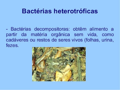 Bactérias: Importância