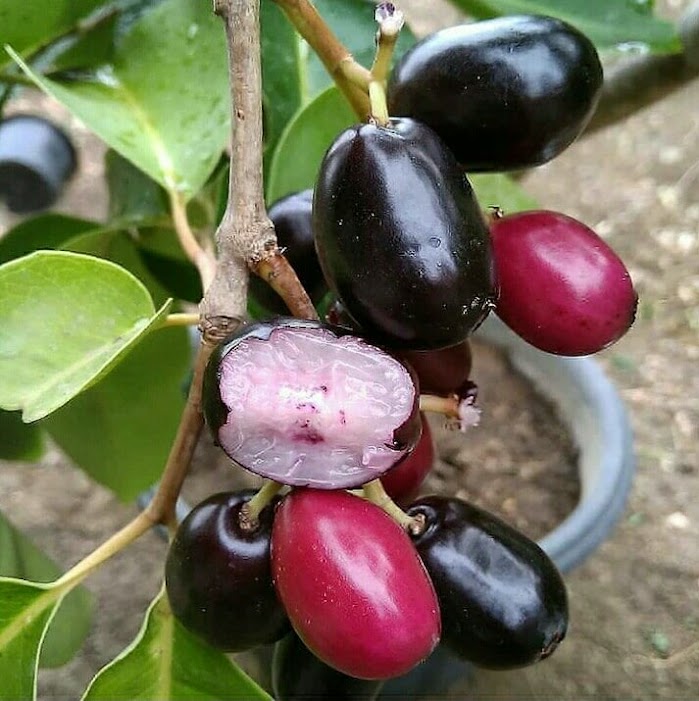 jual bibit buah jamblang hitam cepat berbuah samarinda Lampung