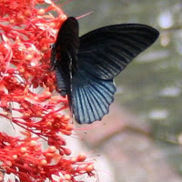 Butterfly in Taman Kupu Kupu butterfly park