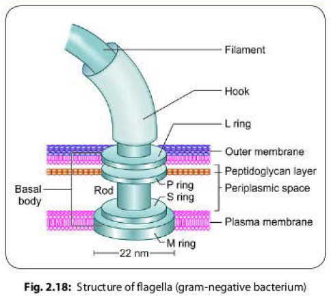 Ultra-structure of bacterial flagella