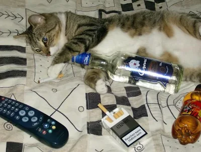 drunk cat pictures