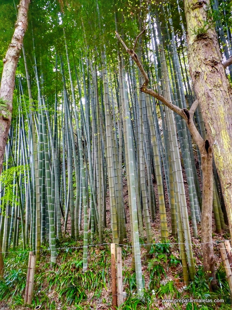 bosque bambú en japón