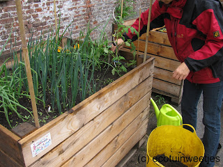 ecologisch tuinieren, moestuin, moestuinweetjes, wisselteelt, combinatieteelt, triënnale brugge, triennale brugge, moestuinbak, ecohuis