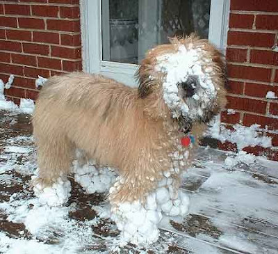 Dogs in The Snow Seen On coolpicturesgallery.blogspot.com Or www.CoolPictureGallery.com