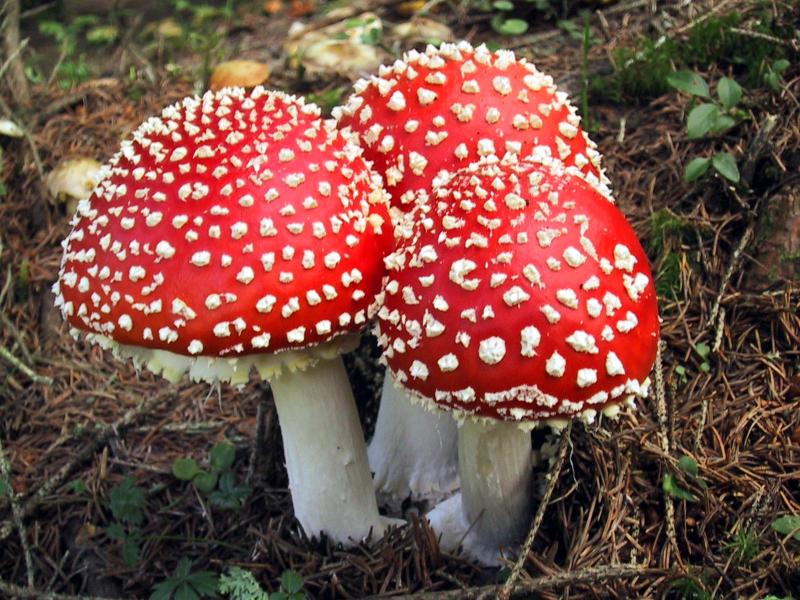  Amanita  sp Si Cantik yang Mematikan Puput Andini