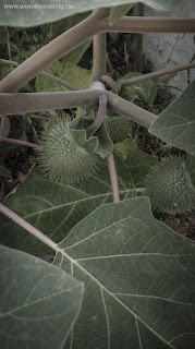 Datura Inoxia, Sacred Datura, Pricklyburr, Indian-apple, Downy thorn-apple, Moonflower, Recurved thorn-apple