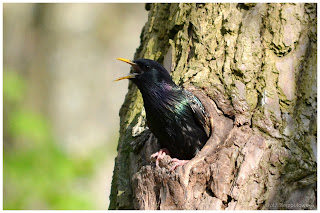 Szpak zwyczajny (Sturnus vulgaris)