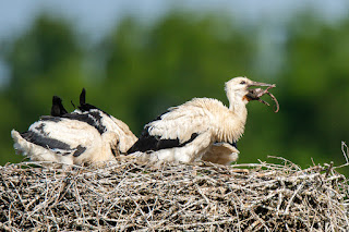 Wildlifefotografie Weißstorch Jungstörche Lippeaue Olaf Kerber