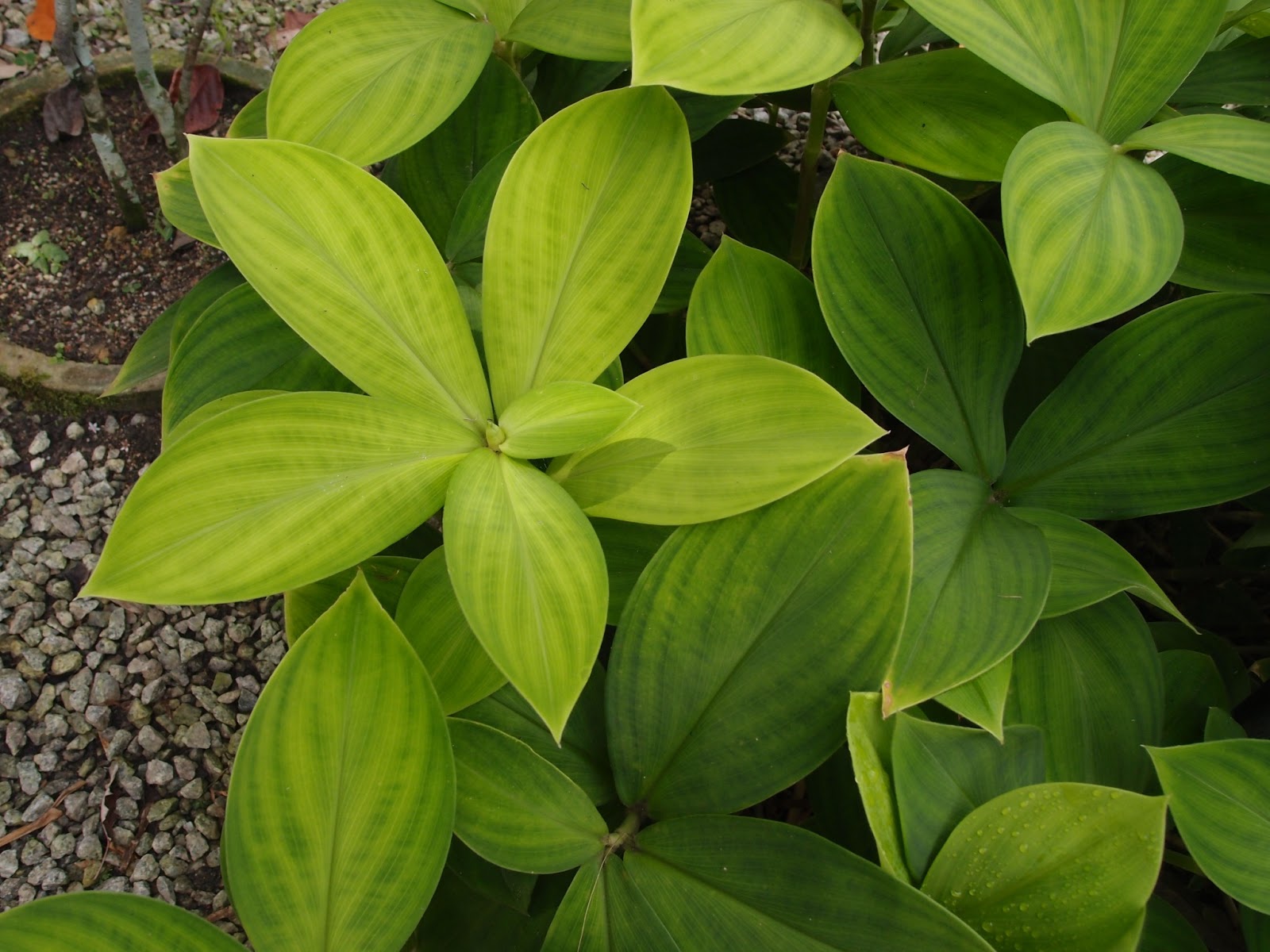 LI NA HERBS: HEMPEDU BERUANG (THOTTEA GRANDIFLORA)