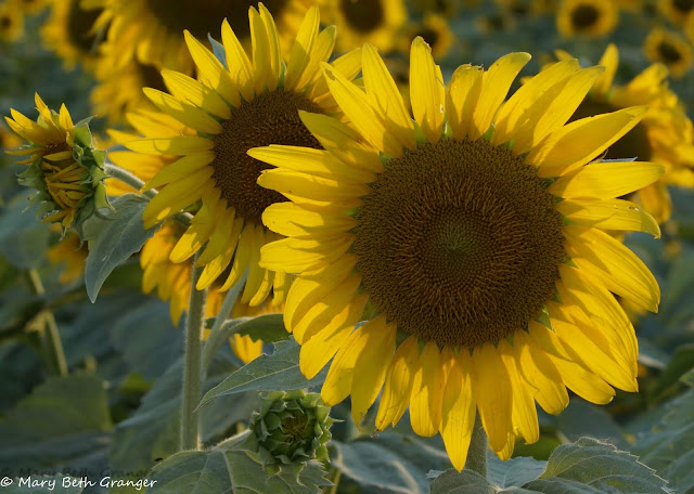 Sunflowers photo by mbgphoto
