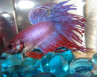 crowntail betta splenden