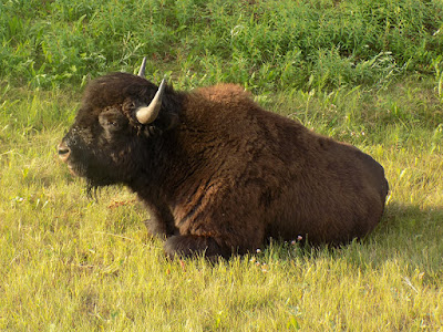 The Bison Use Their Horns to Dig Down to the Dirt For Comfort