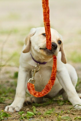 5 Breeds That LOVE To Chew