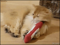 Funny Cat GIF • Smoothie went crazy she wanted to destroy her bottle of catnip with wild bunny kicks