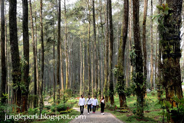 Orchid Forest Lembang, Tempat Outbound di Lembang Bandung, EO Outbound Lembang, Paket Outbound di Bandung