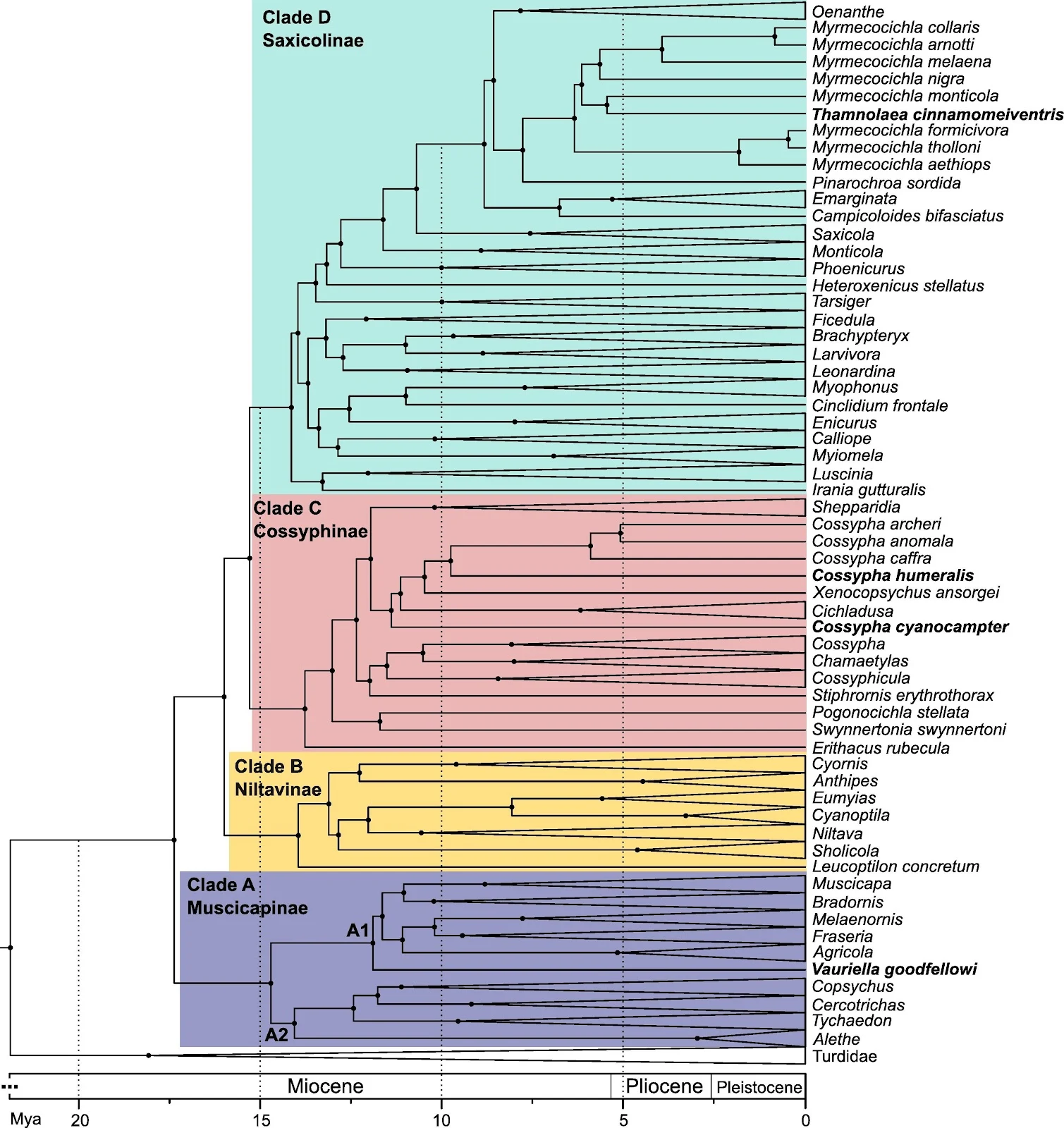 Clades with timelines of divergence