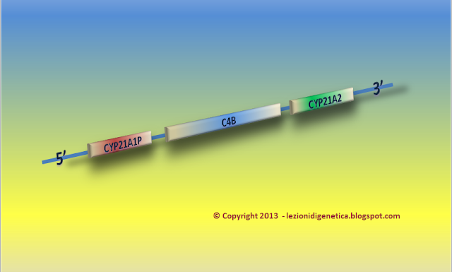 GENE CONVERSION: schematic representation of CYP21A1P, C4B and CYP21A2 localization on the short arm of chromosome 6 (6p) - rappresentazione schematica della localizzazione dello pseudogene CYP21A1P, del gene C4B e del gene CYP21A2 sul braccio corto del cromosoma 6 (6p)