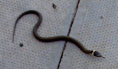 Baby Grass snake