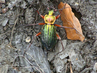 Carabus (Chrysocarabus) auronitens auronitens DSC82953