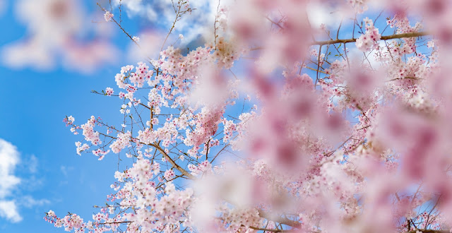 30+ Free HD 4k iPhone Desktop Mobile Nature Wallpaper |  HD Floral Wallpaper | Backgrounds | Lock-screen