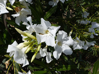 Laurier rose - Oléandre - Nerium oleander