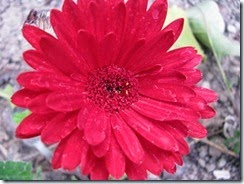 IMG_0002