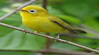 pleci lombok