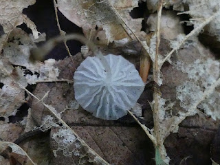 Delicatula integrella - Mycène blanc pur